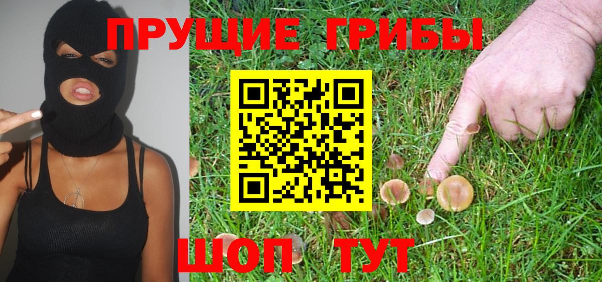 Сертолово  Псилоцибиновые грибы Psilocybe  Вход с VPN  Псилоцибиновые грибы Psilocybine cubensis 